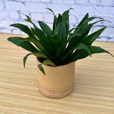 Janet Craig Dragon Tree–Evergreen–Air Purifying Indoor Plant 10" Pot