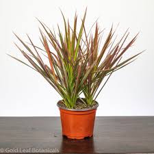 RedCrocus Dragon Tree Freestyle-Elegant indoor plant for decor 17" Pot