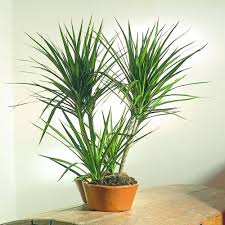 RedCrocus Dragon Tree Freestyle-Elegant indoor plant for decor 17" Pot
