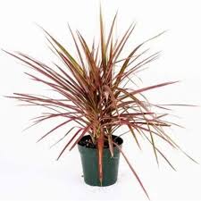 RedCrocus Dragon Tree Freestyle-Elegant indoor plant for decor 17" Pot