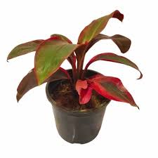 RedCrocus Dragon Tree Freestyle-Elegant indoor plant for decor 17" Pot