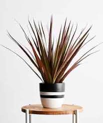 RedCrocus Dragon Tree Freestyle-Elegant indoor plant for decor 17" Pot