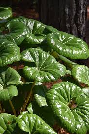 RedCrocus Leopard Plant Farfugium Assorted- Variegated Foliage, Shade-Loving Perennial, Deer-Resistant, Indoor & Outdoor, Pollinator-Friendly, Container & Landscape 10" Pot