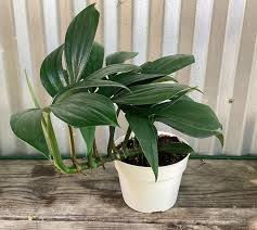 RedCrocus Dragon Tail Plant Rhaphidophora decursiva- Indoor Tropical Vine with Large Glossy Lobed Leaves, Pet-Friendly, High Humidity, Easy to Care For 6" Pot