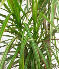Bicolor Dragon Tree-Dracaena marginata 'Bicolor'-Unique indoor decor 6" Pot