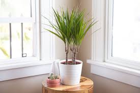 RedCrocus Bicolor Dragon Tree Cane Tree Dracaena marginata Indoor Plant Evergreen Foliage for Decor 6" Pot