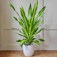 Marley Dragon Tree-Dracaena fragrans for Indoor Spaces 10" Pot