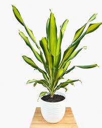 RedCrocus Marley Dragon Tree Dracaena fragrans 'Marley'- Bright, Indoor/Outdoor Evergreen with Lush Green Foliage- Pet-Friendly, Container & Landscape Use, Easy Care 10" Pot