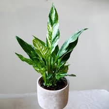 Variegated Peace Lily-Spathiphyllum Domino-Low Light Indoor Plant 6" Pot