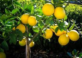 RedCrocus Meyer Lemon Citrus Plant- Fragrant Evergreen Tree for Garden & Container Growing 1 Gallon