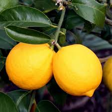 RedCrocus Meyer Lemon Citrus Plant- Fragrant Evergreen Tree for Garden & Container Growing 1 Gallon