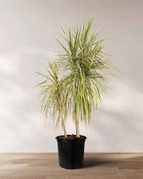 Dragon Tree–Cut Back Staggered–Air Purifying 10" Pot