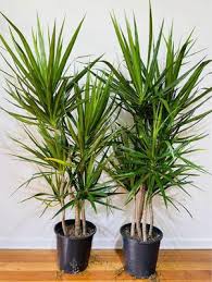 Dragon Tree–Cut Back Staggered–Air Purifying 10" Pot