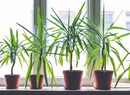 Dragon Tree–Cut Back Staggered–Air Purifying 10" Pot
