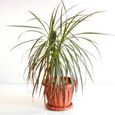 Dragon Tree–Cut Back Staggered–Air Purifying 10" Pot