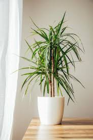 Dragon Tree–Cut Back Staggered–Air Purifying 10" Pot