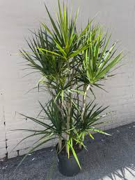 RedCrocus Dragon Tree Dracaena Marginata- Indoor & Outdoor Evergreen Plant, Modern Garden Decor 10" Pot