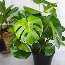 RedCrocus Swiss Cheese Plant Monstera deliciosa Indoor Tropical Plant Large Foliage Bright Indirect Light Easy Care Pet Warning 6" Pot