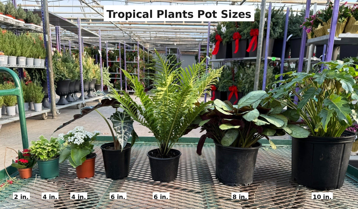 Tropical Plants Pot Sizes Inside E9ee5b53 617d 4625 9cda 9dfd69e16f82 from www redcrocus com