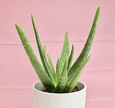 Assorted Aloe vera–Medicinal Succulent–Easy Care 6" Pot
