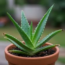 Assorted Aloe vera–Medicinal Succulent–Easy Care 6" Pot