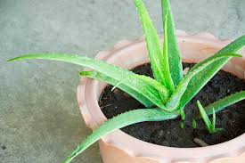Assorted Aloe vera–Medicinal Succulent–Easy Care 6" Pot