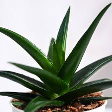 Assorted Aloe vera–Medicinal Succulent–Easy Care 6" Pot