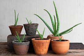Assorted Aloe vera–Medicinal Succulent–Easy Care 6" Pot
