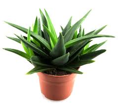 Assorted Aloe vera–Medicinal Succulent–Easy Care 6" Pot