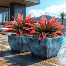 Agave–Assorted–Architectural Succulent 4" Pot (Pack of 4)