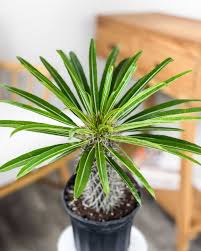 Madagascar Palm-Pachypodium-Unique succulent for your home 8" Pot