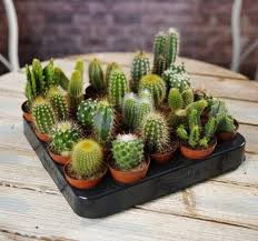 Assorted Cacti–Unique Shapes and Colors 6" Pot