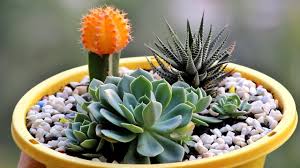 Assorted Cacti Collection- Hardy Succulents for Desert & Rock Gardens, Indoor & Outdoor Use, Low Maintenance, Full Sun Care, Pet Warning 6" Pot