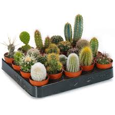 RedCrocus Assorted Cacti- Succulents for Indoor & Outdoor Decor, Rock Gardens, Drought-Tolerant Garden Plants, Pet & Deer Resistant 4" Pot (Pack of 10)
