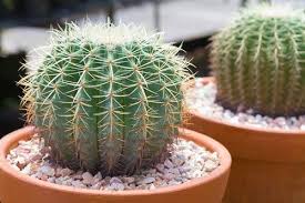 Barrel Cactus-Assorted-Ideal for Container Gardening 10" Pot