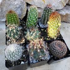 Barrel Cactus-Assorted-Ideal for Container Gardening 10" Pot