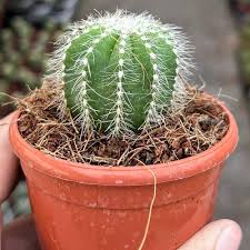 Barrel Cactus-Assorted-Ideal for Container Gardening 10" Pot