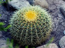 Barrel Cactus-Assorted-Ideal for Container Gardening 10" Pot