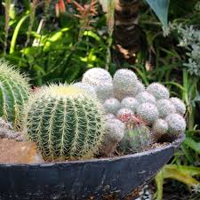 Barrel Cactus-Assorted-Ideal for Container Gardening 10" Pot