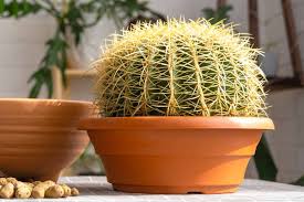 RedCrocus Barrel Cactus Echinocactus Assorted Prickly Stems, Ribbed Succulents for Indoor & Outdoor, Drought-Tolerant, Pollinator Attracting, Low-Maintenance Plant 10" Pot
