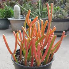 Pencil Cactus-Fire Sticks-Unique succulent plant 14" Pot