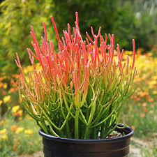 Pencil Cactus-Fire Sticks-Unique succulent plant 14" Pot