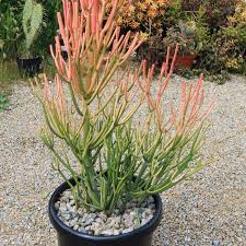 Pencil Cactus-Fire Sticks-Unique succulent plant 14" Pot