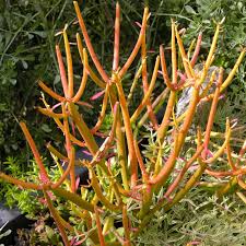 Pencil Cactus-Fire Sticks-Unique succulent plant 14" Pot