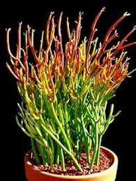 RedCrocus Pencil Cactus Fire Sticks Euphorbia tirucalli Succulent Bright Foliage Indoor Outdoor Drought Tolerant 14" Pot