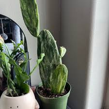 Variegated Prickly Pear–Opuntia cochenillifera 'Variegata'–Unique variegated pads 14" Pot