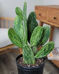 Variegated Prickly Pear–Opuntia cochenillifera 'Variegata'–Unique variegated pads 14" Pot