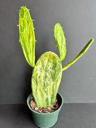 Variegated Prickly Pear–Opuntia cochenillifera 'Variegata'–Unique variegated pads 14" Pot