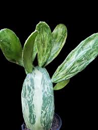 Variegated Prickly Pear–Opuntia cochenillifera 'Variegata'–Unique variegated pads 14" Pot