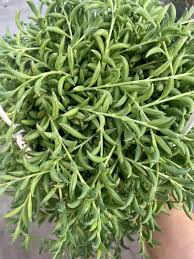 String of Bananas Succulent, Curio rowleyanus variegata, Trailing Indoor Plant, Easy Care Houseplant, Unique Foliage, Ideal for Hanging & Containers 6" Hanging Basket